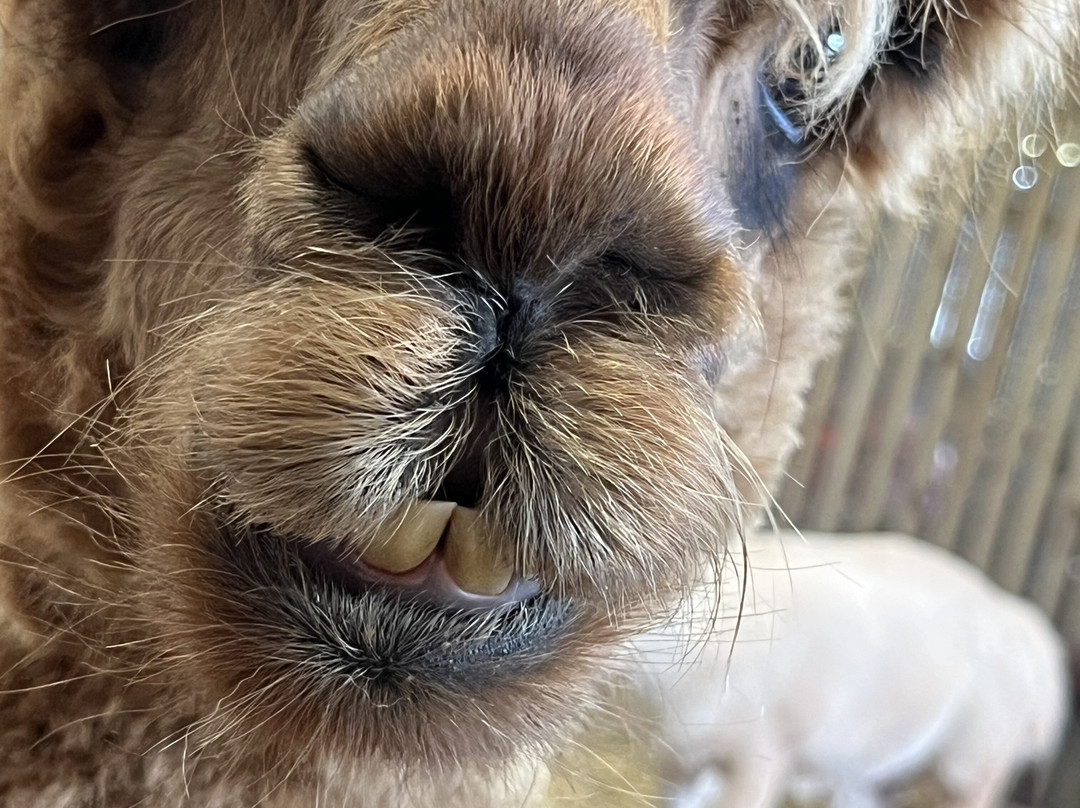 Pembrokeshire Alpaca Trekking-腾比必去景点