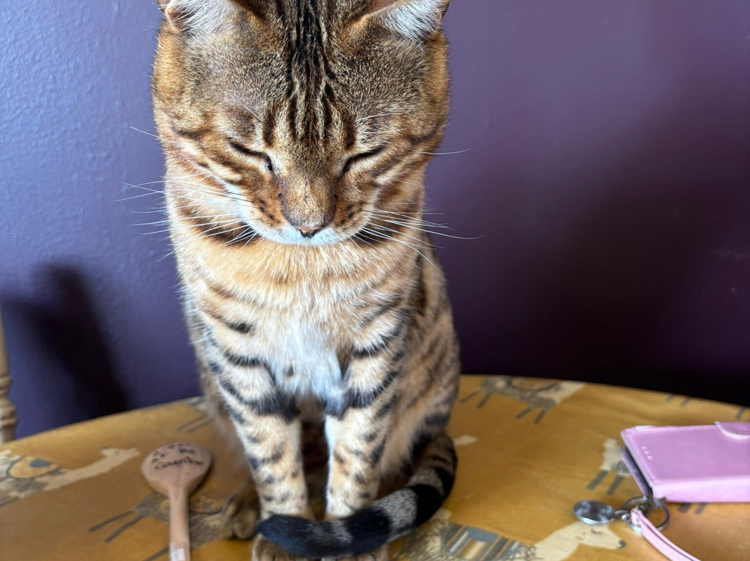 Alpaca Trekking Cornwall-康沃尔必去景点