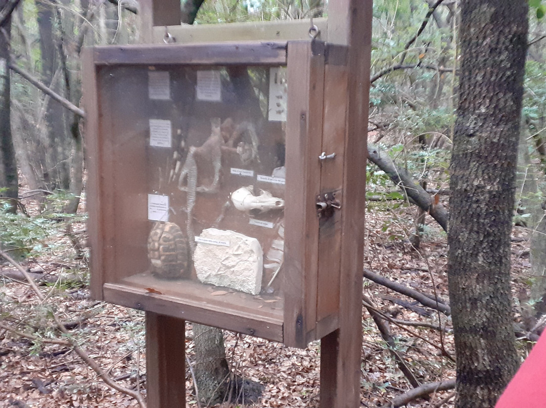 Oasi Bosco di Palo-拉迪斯波利必去景点
