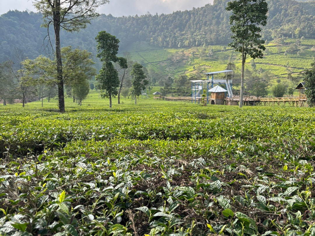 Jogja Driver Team-Bantul必去景点