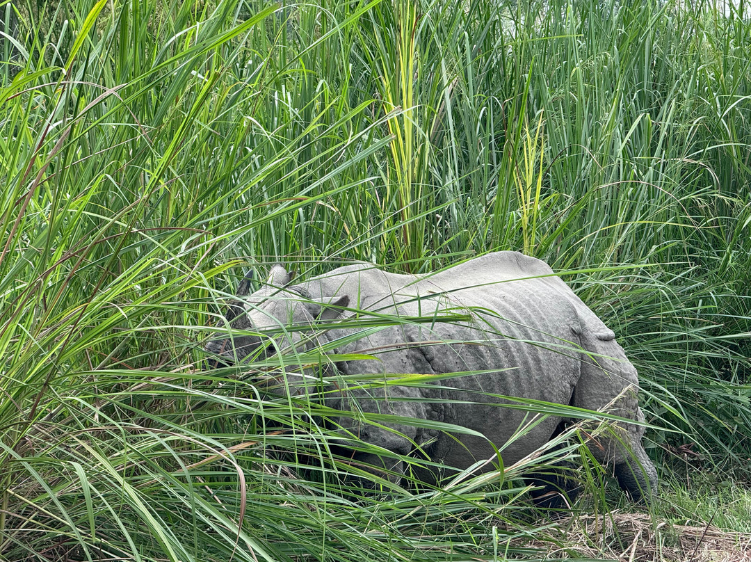 United Jungle Guide Service-奇旺国家公国必去景点