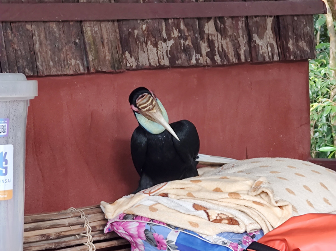 Wildlife Alliance-戈公必去景点