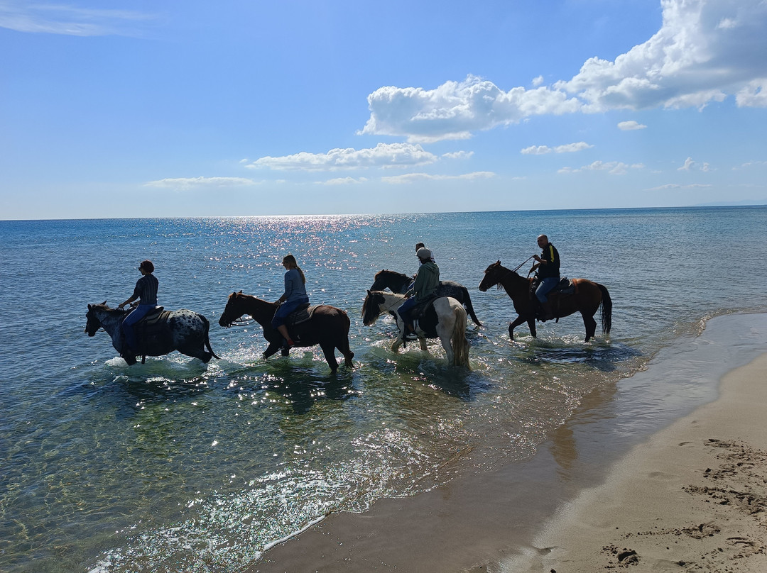 Family Horses 373-5361953-Marina di Ginosa必去景点