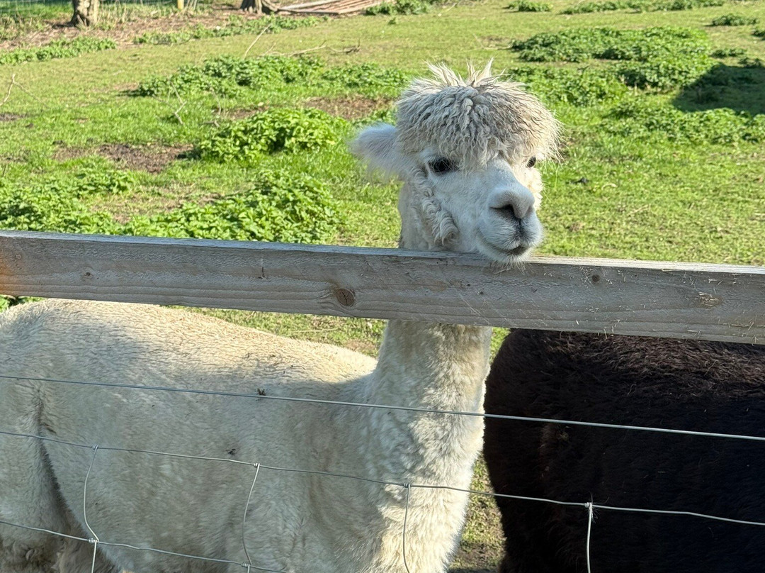 Elmet Alpaca Trekking and Tearoom-Sherburn in Elmet必去景点