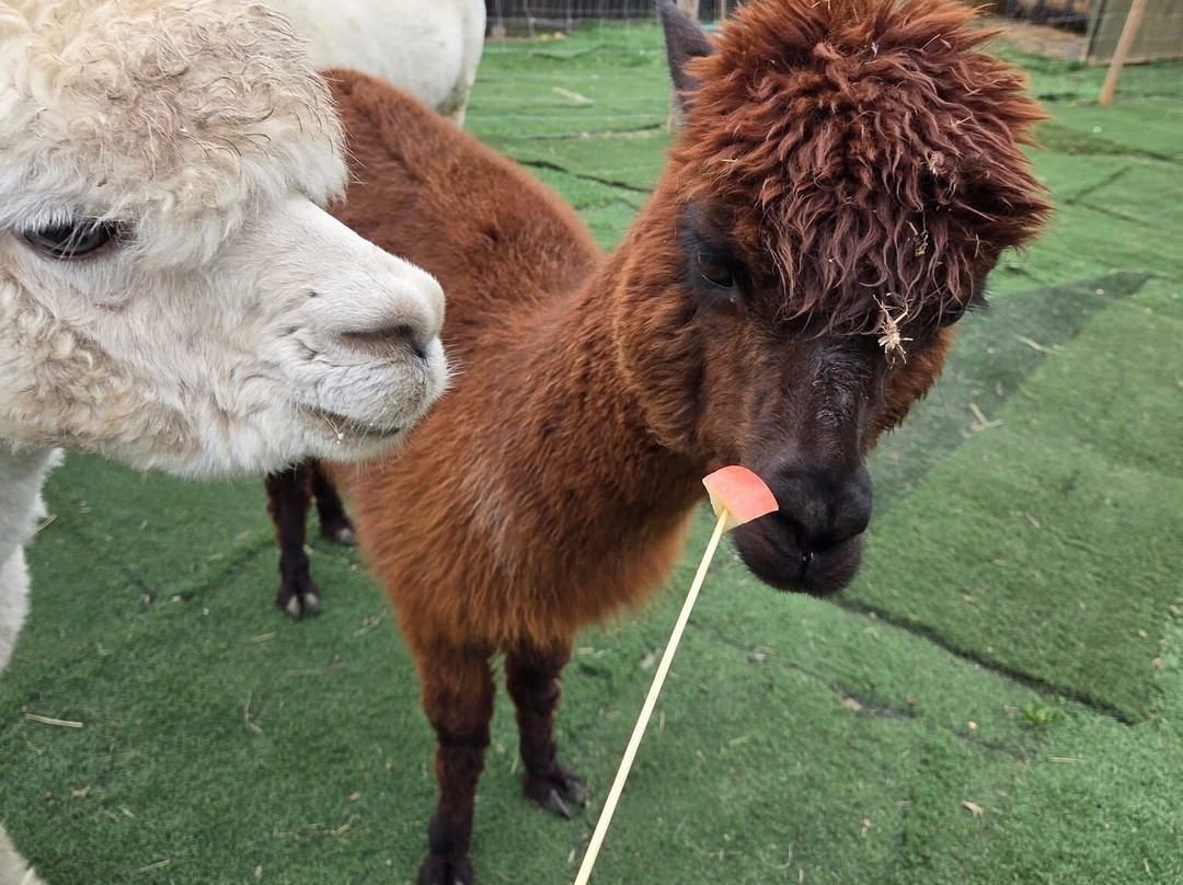 Baddow Hill Alpacas-切姆斯福德必去景点