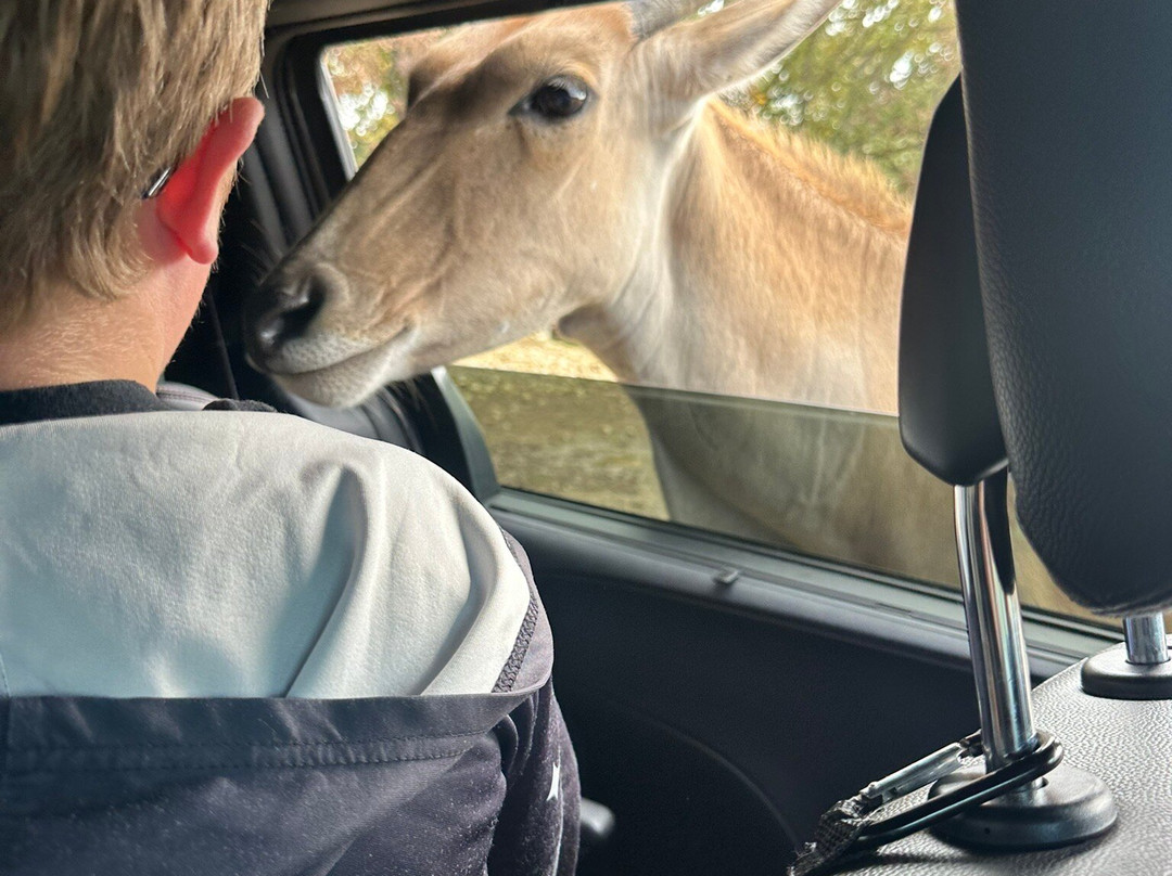 Safari Lake Geneva-日内瓦湖必去景点