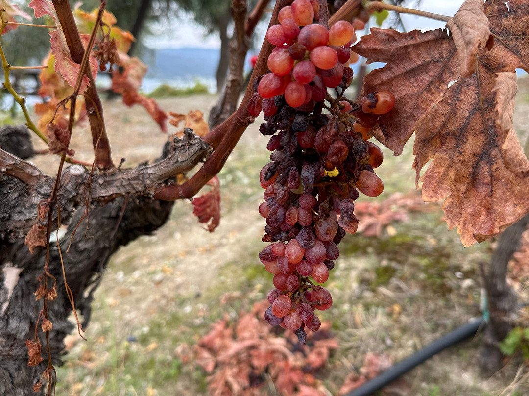 Vriniotis Winery-Edipsos必去景点