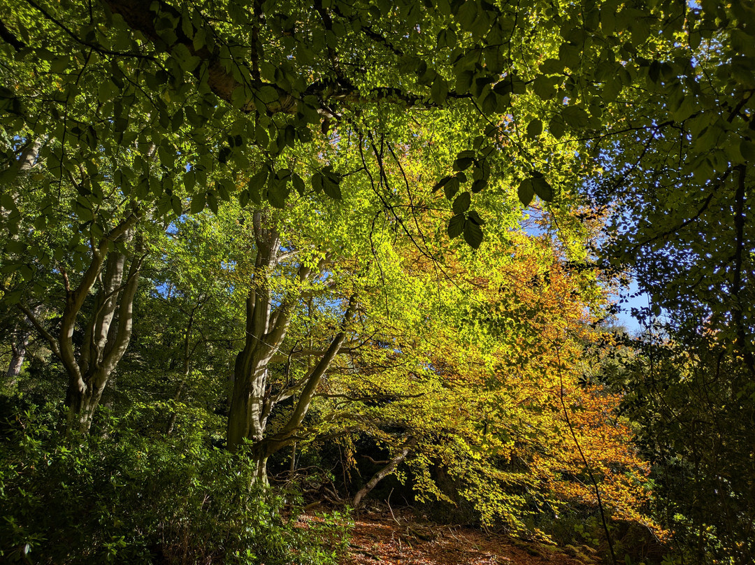 Cragside House and Gardens-Rothbury必去景点