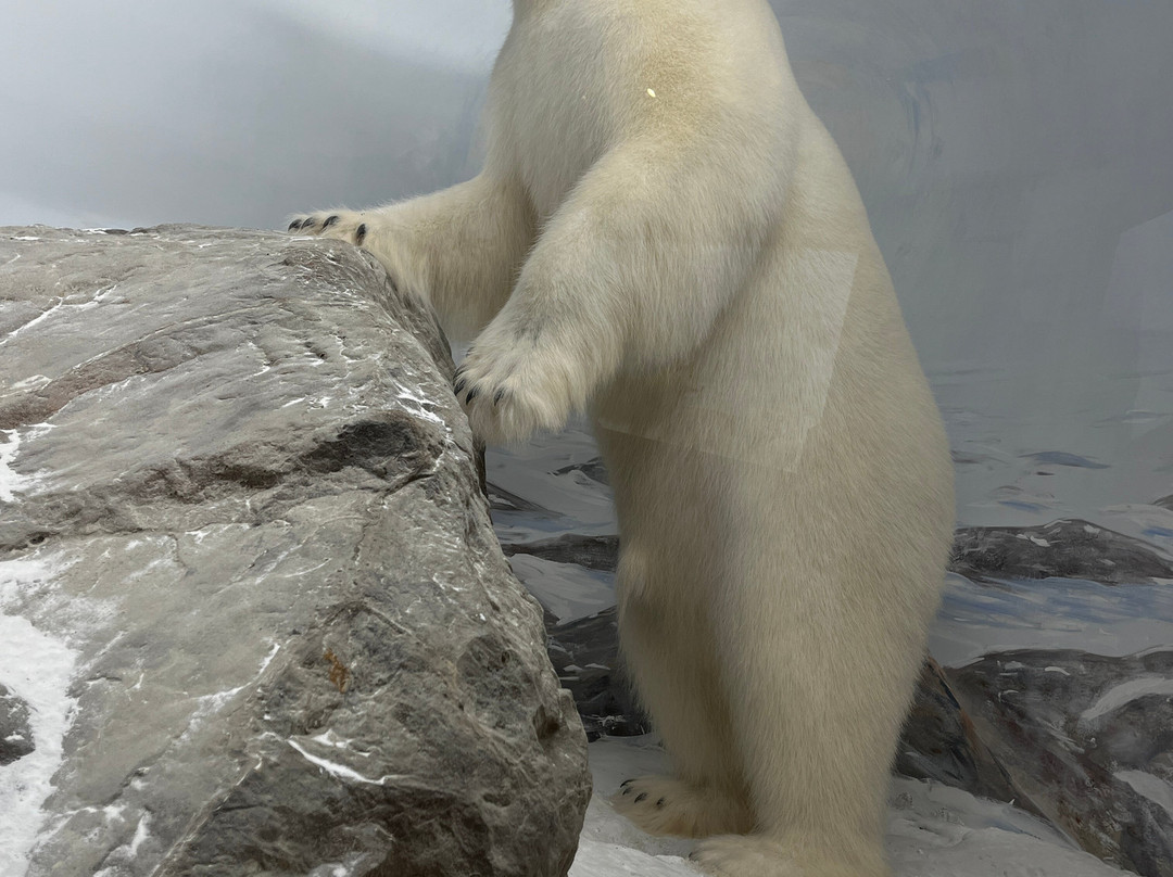 Northern Wildlife Museum-Teslin必去景点