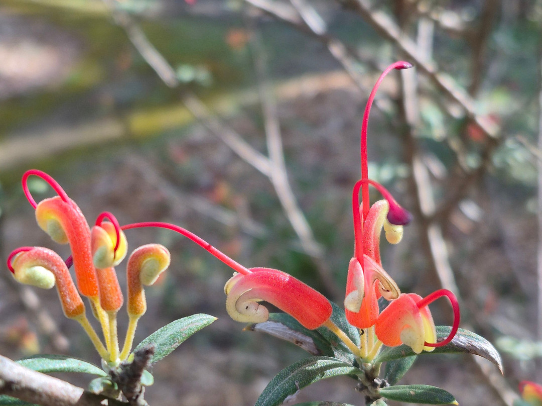 澳大利亚国家植物园-堪培拉必去景点