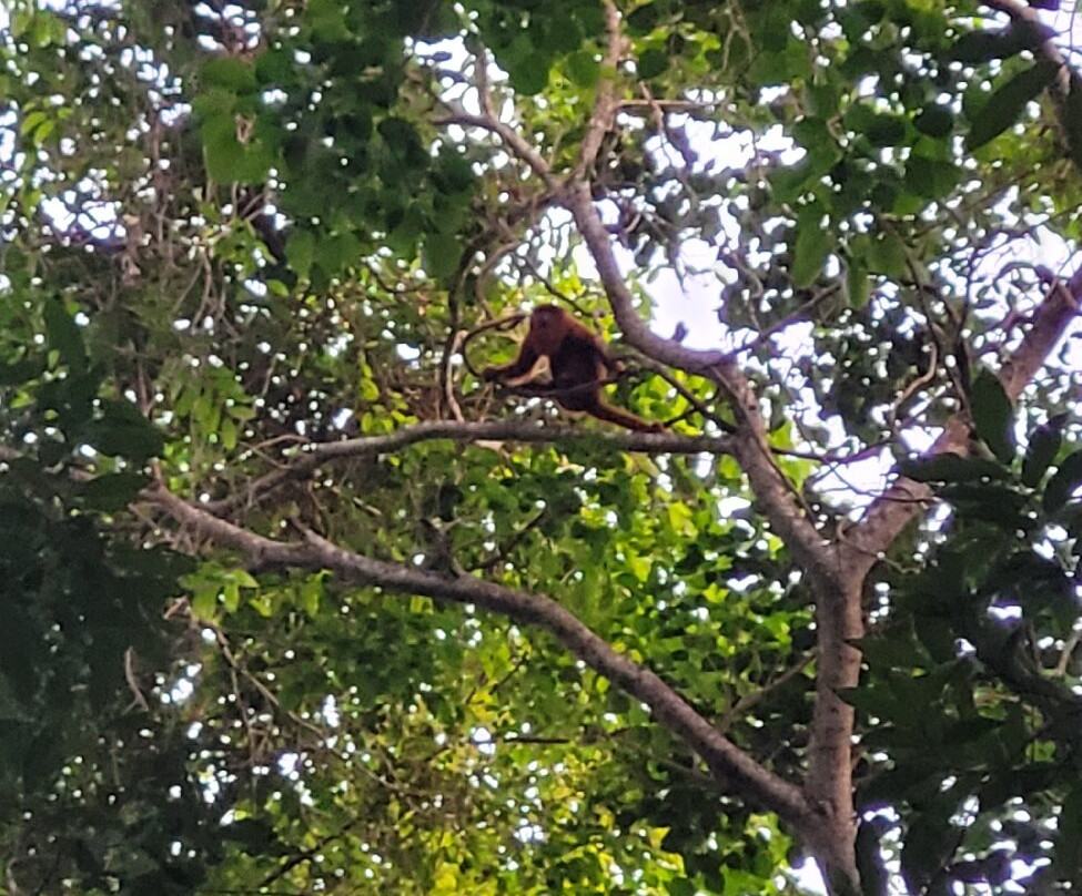 CHUCHINI Amazon Wildlife Reserve & Eco Lodge-Trinidad必去景点