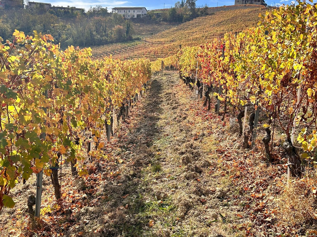 Cantina del Dolcetto di Dogliani-Dogliani必去景点