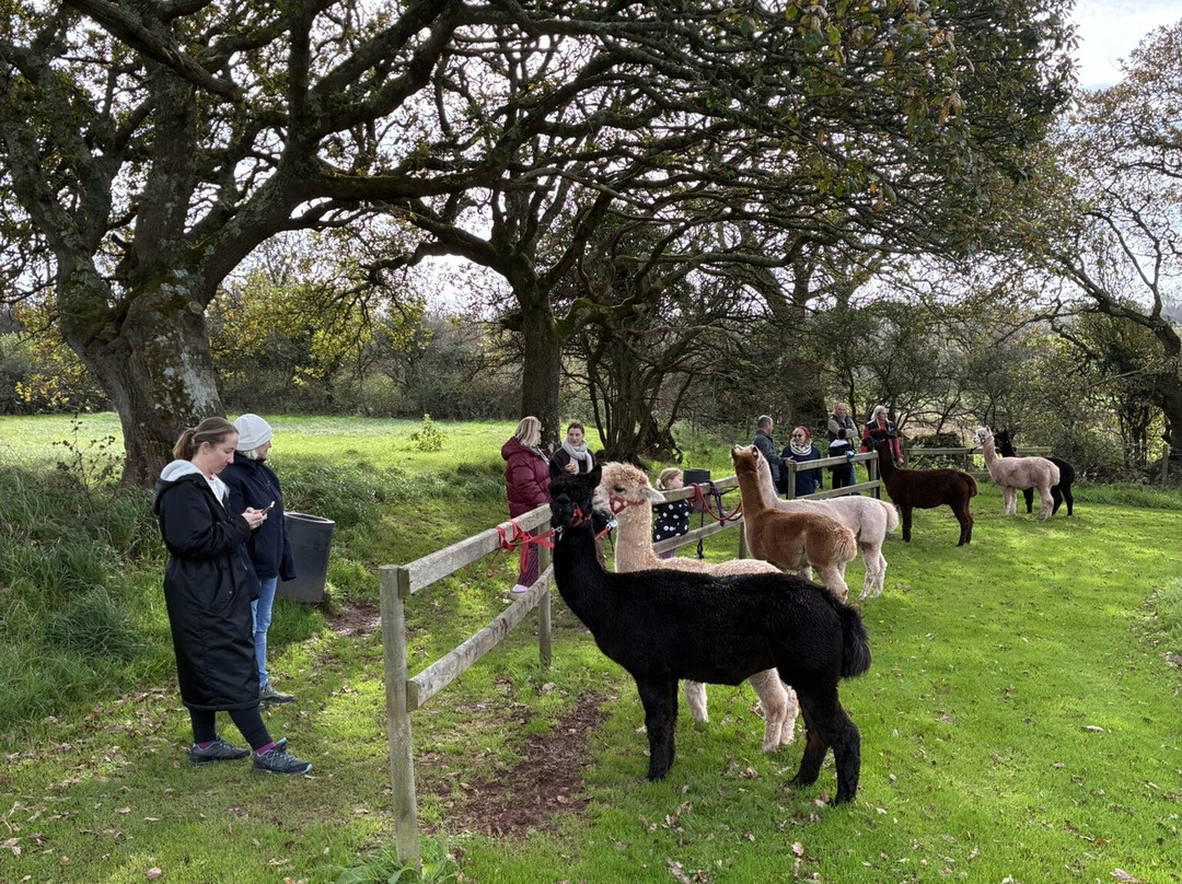 Pembrokeshire Alpaca Trekking-腾比必去景点