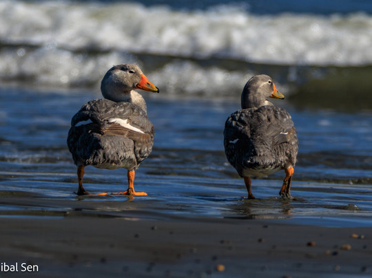 Birds Chile-巴拉斯港必去景点