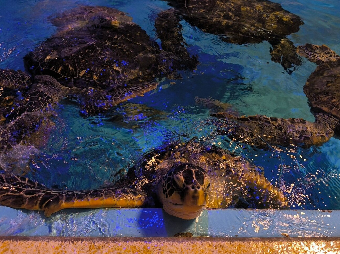 Katurahama Aquarium-高知市必去景点
