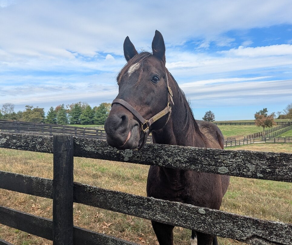 Old Friends at Dream Chase Farm-Georgetown必去景点