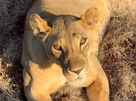 Safari in Kenya con Pantani-瓦塔木必去景点