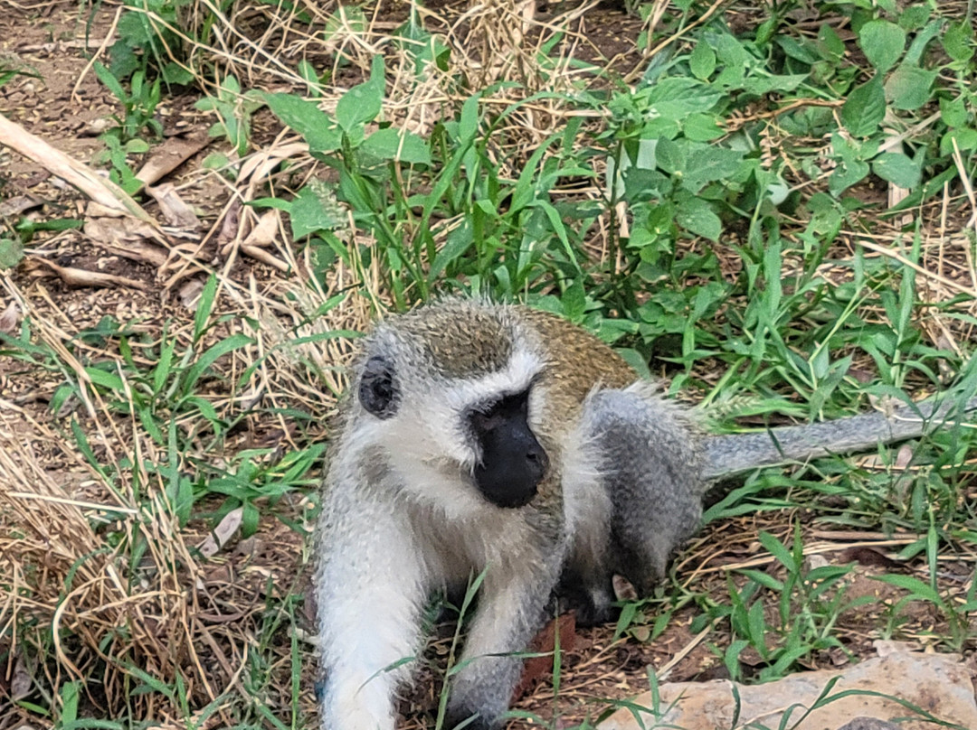 The Olmalaika Trust-Sekenani必去景点