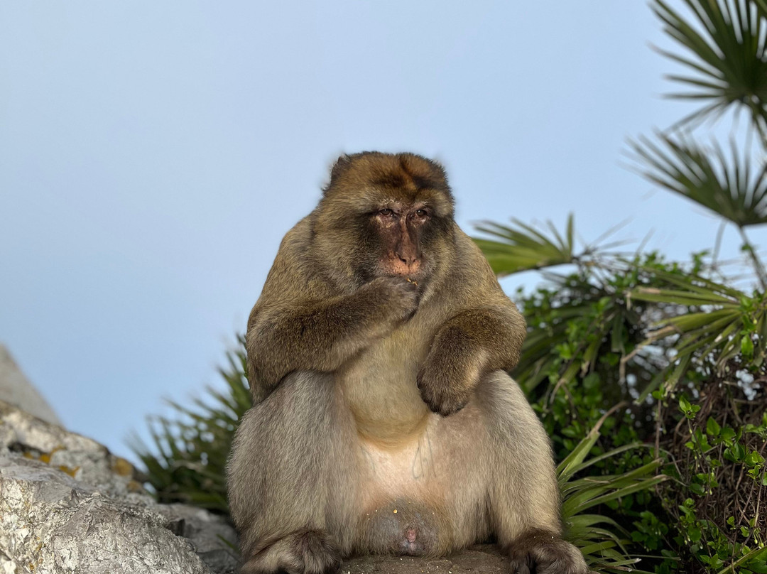 Gibraltar Cable Car-直布罗陀必去景点