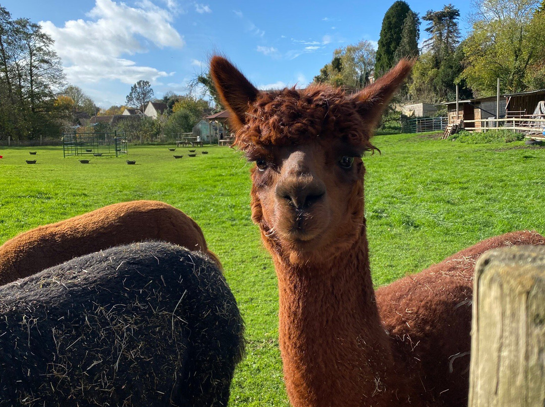 Bell Farm Alpacas-Pensford必去景点