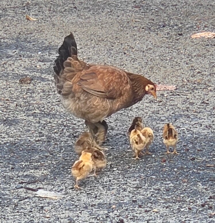 Myett's Garden Inn-浴室