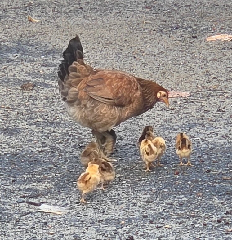 Myett's Garden Inn主图