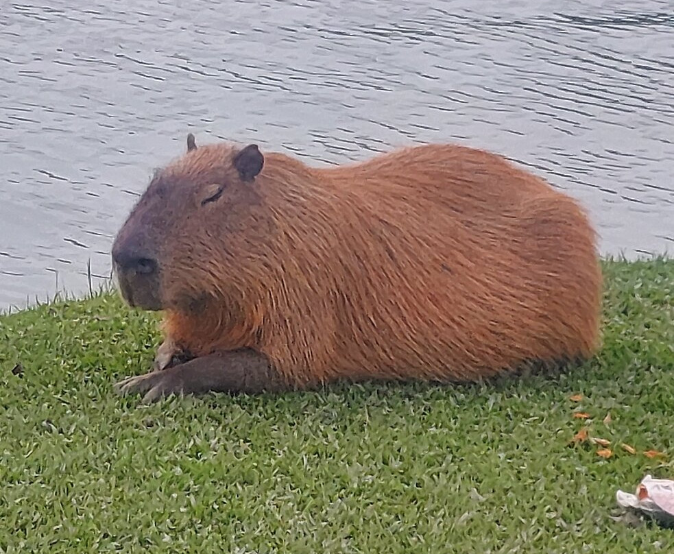 巴立吉公园-库里提巴必去景点