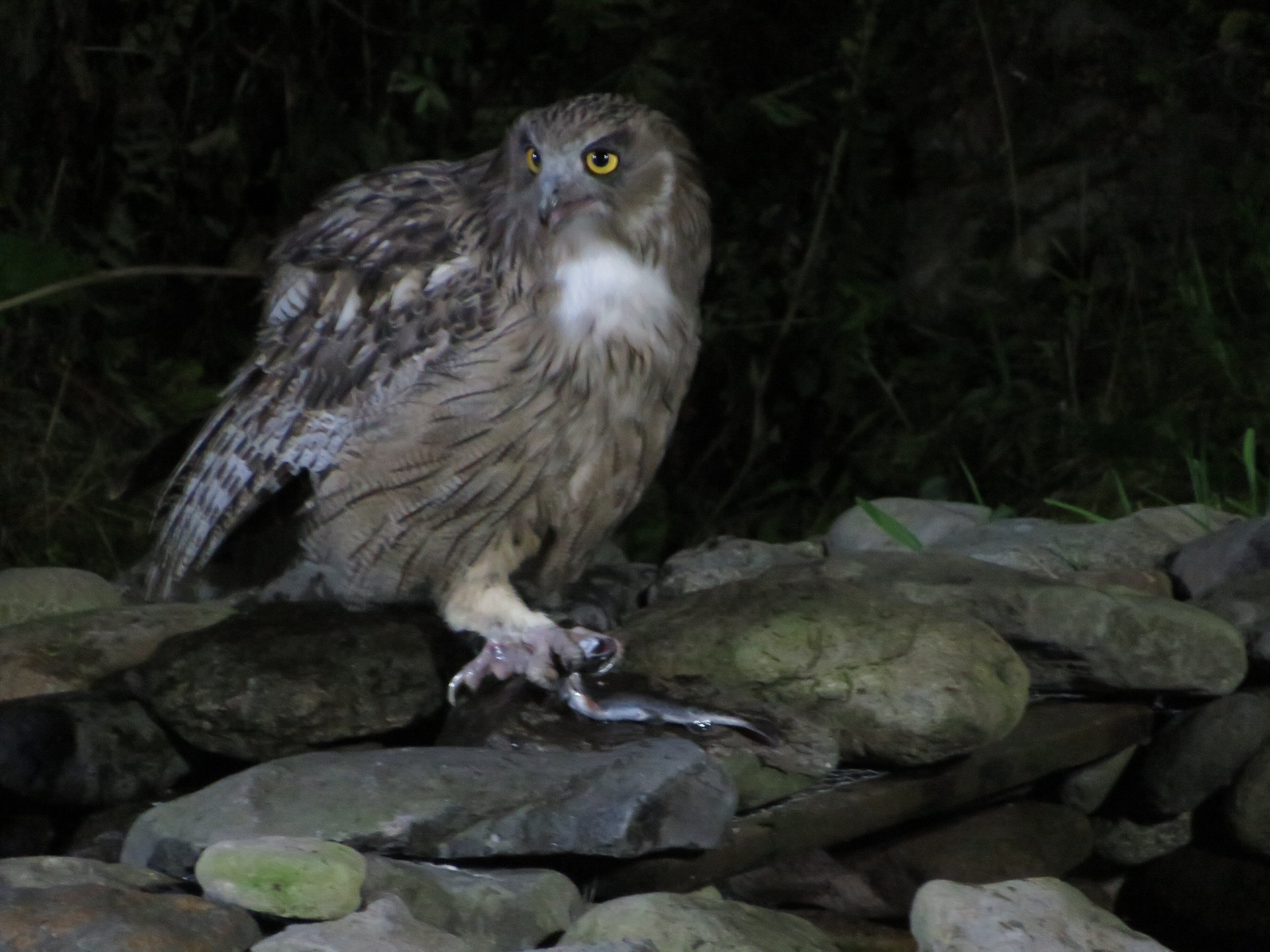 Minshuku Washi no Yado-官方