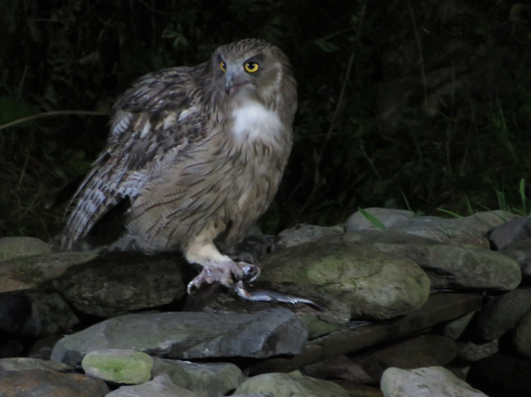 Minshuku Washi no Yado主图