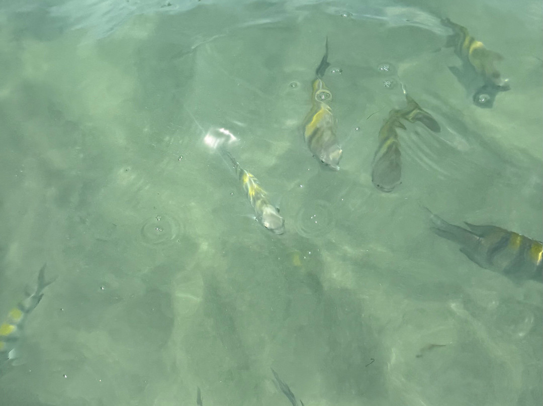 Piscinas Naturais De Pajucara-Maceio必去景点