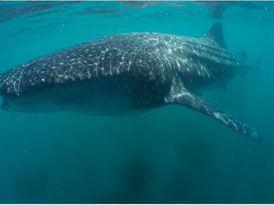 科提兹海-下加利福尼亚州必去景点