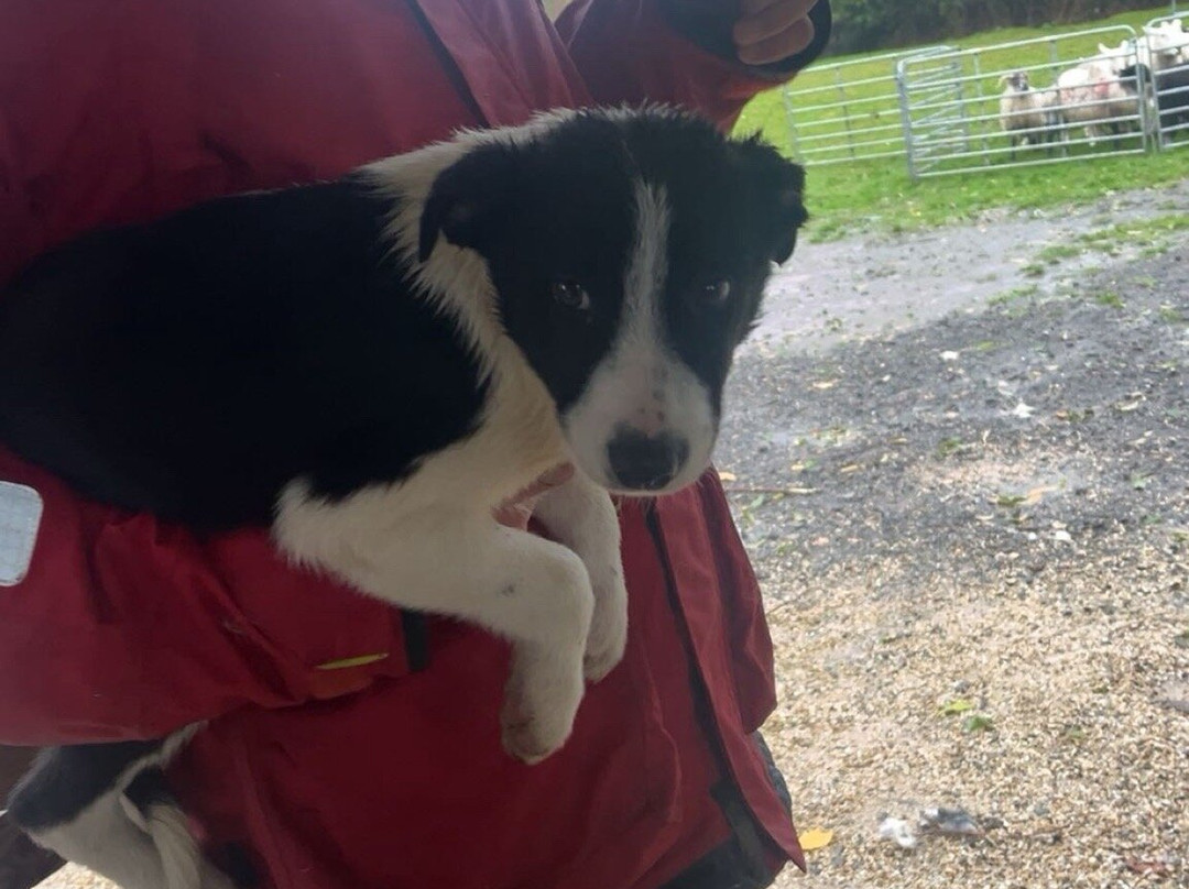 Sheep Smarts-Rathdrum必去景点