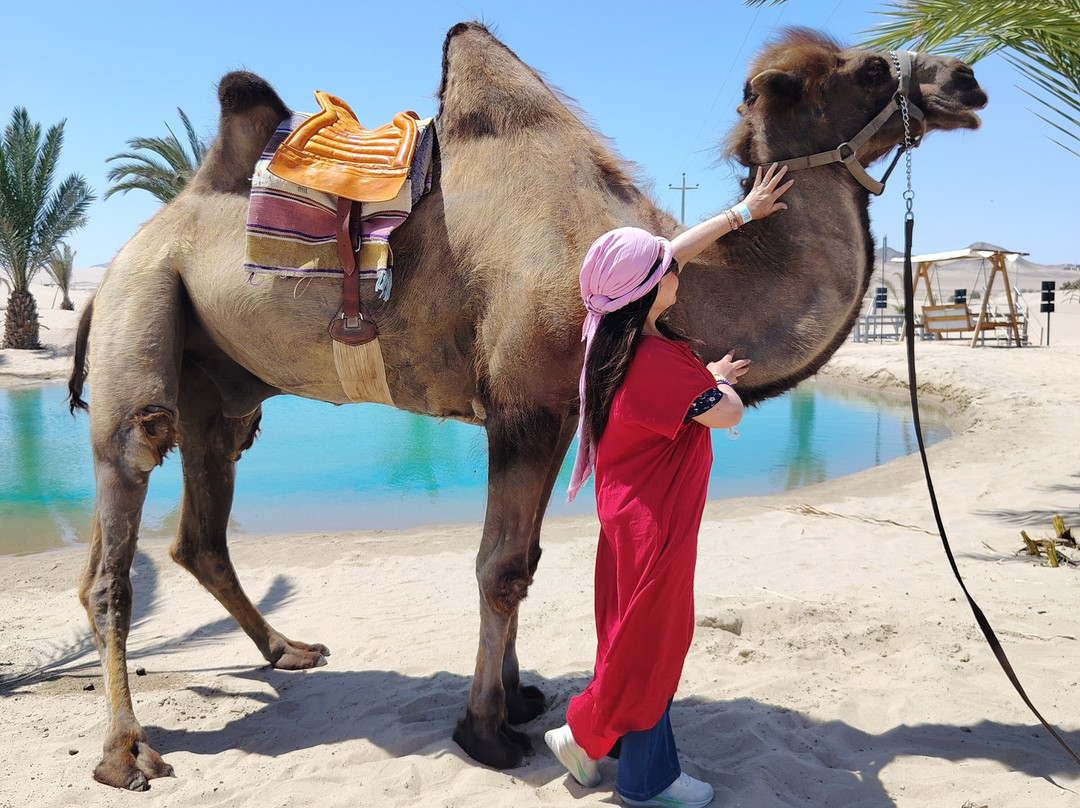 Dromedarius-伊卡必去景点