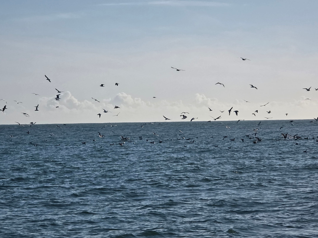 Sussex Sea Charters-West Itchenor必去景点