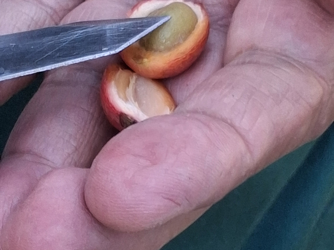 槟城热带果园-峇都丁宜必去景点