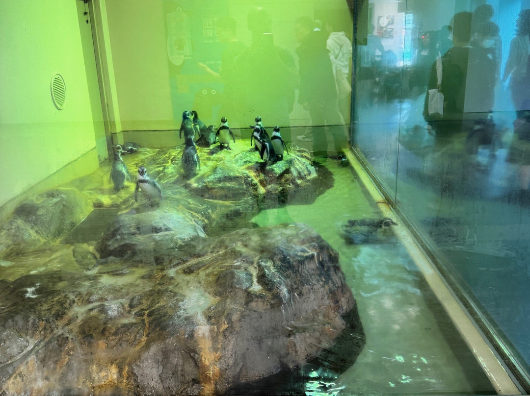 Miyajima Public Aquarium-廿日市市必去景点