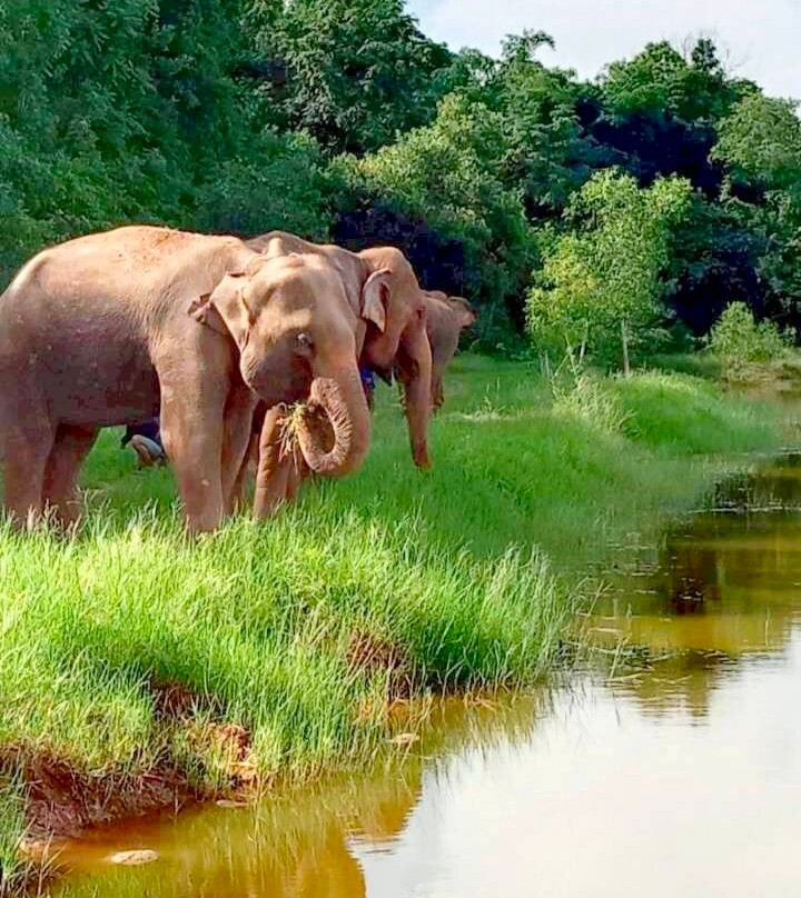 Elephant Fun Farm Chiangmai Thailand-Nam Phrae必去景点