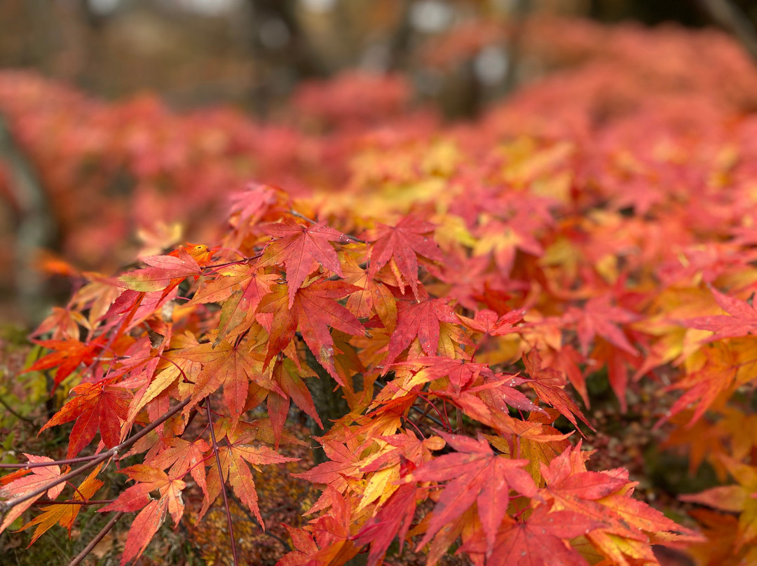 云场池-轻井泽町必去景点