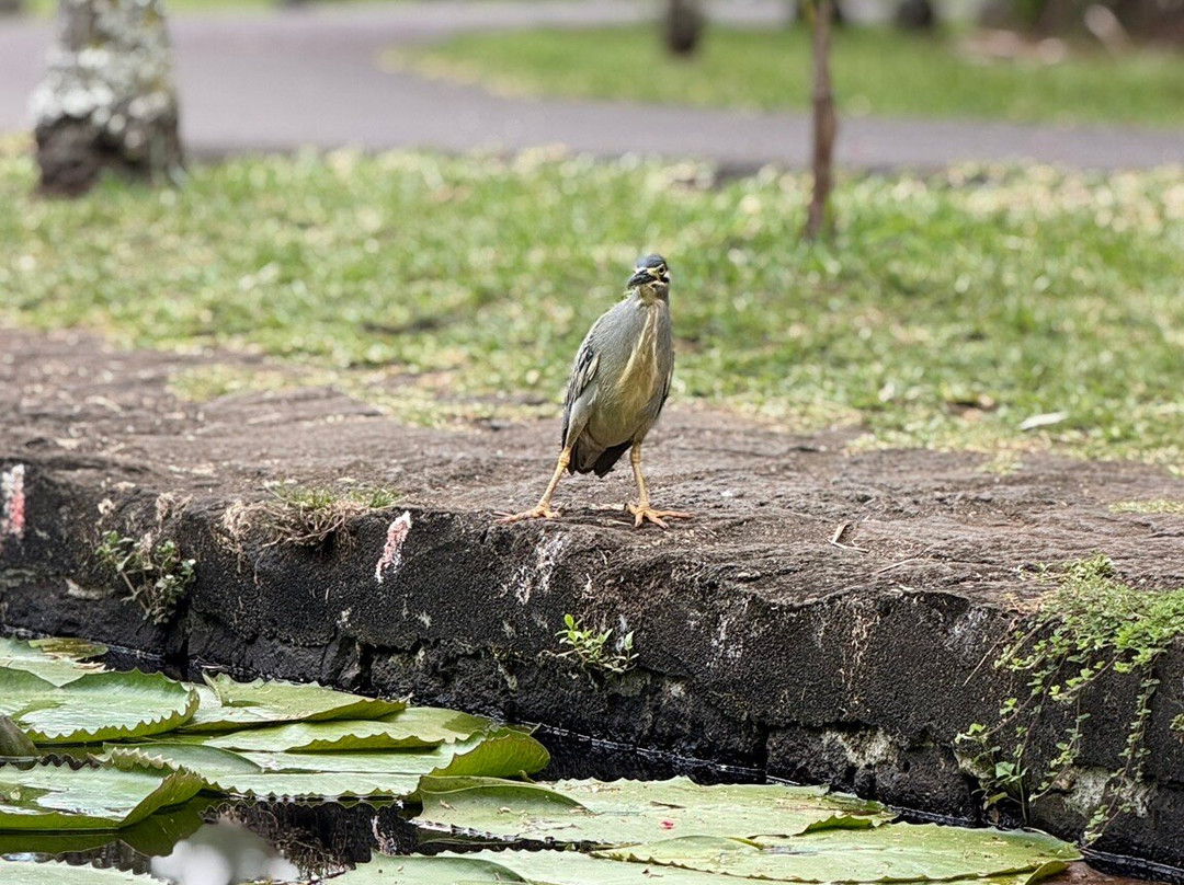 Taxi Mauritius Transfer-博巴森-荷津必去景点