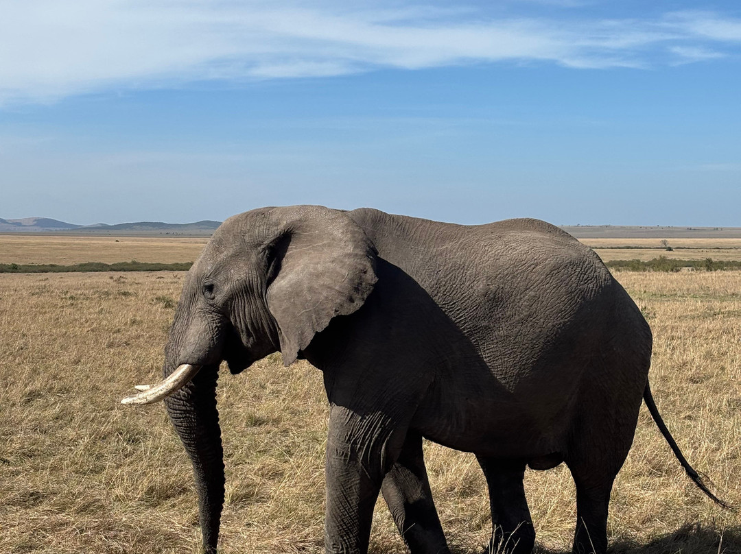 Safari Kenya Plus - Private Day Tour-马林地必去景点