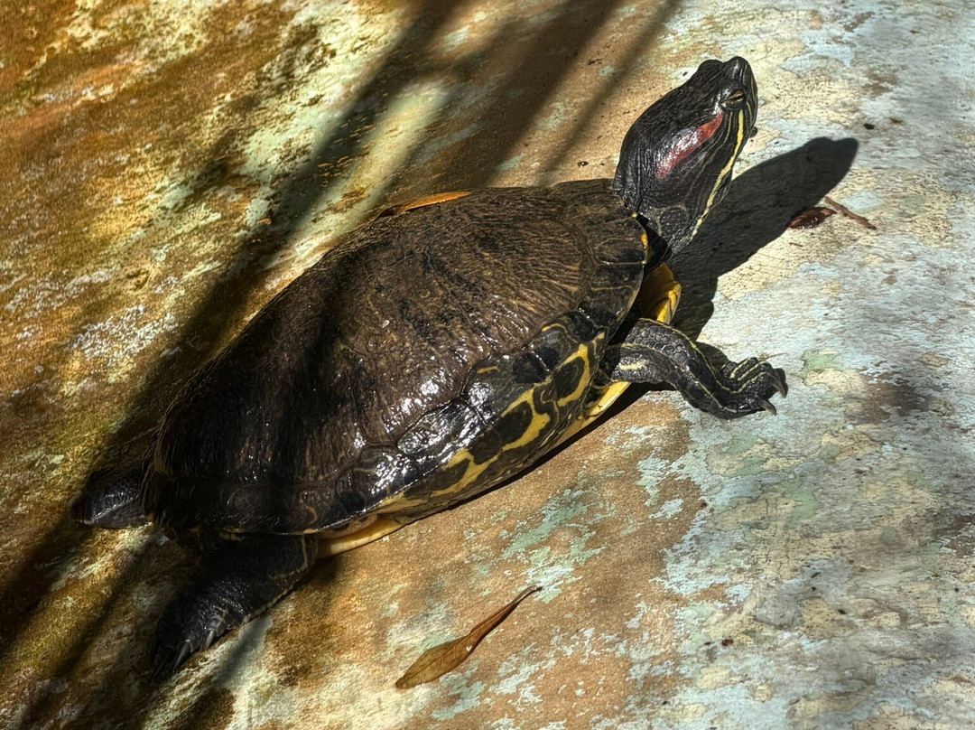 Suncoast Primate Sanctuary-帕姆港必去景点