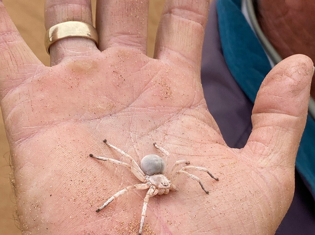 Living Desert Adventures Discover the Little 5-斯瓦科普蒙德必去景点