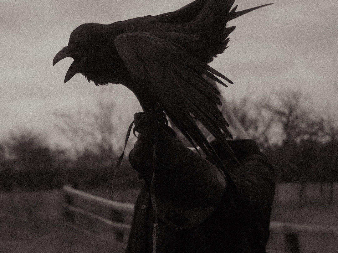 Lavenham Falconry-Monks Eleigh必去景点