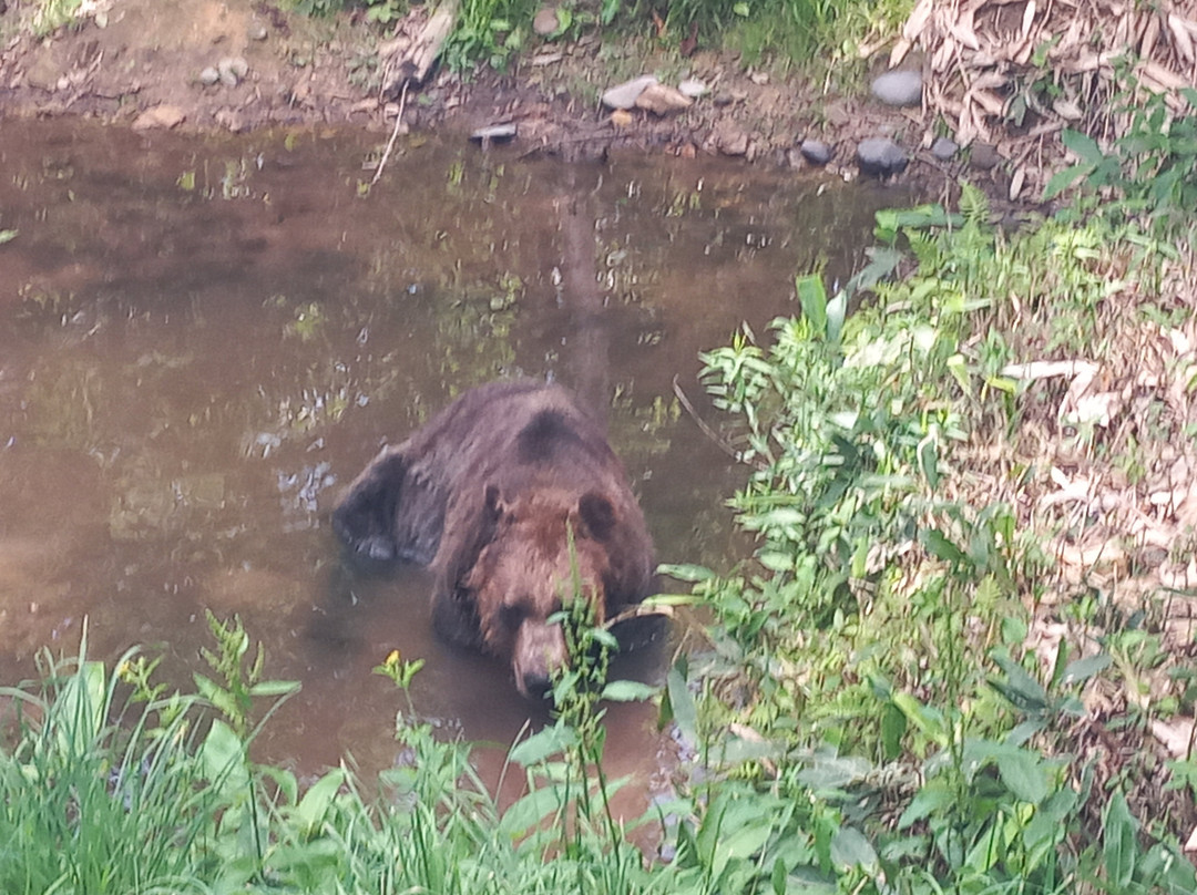 Bear Mountain Sahoro-新得町必去景点