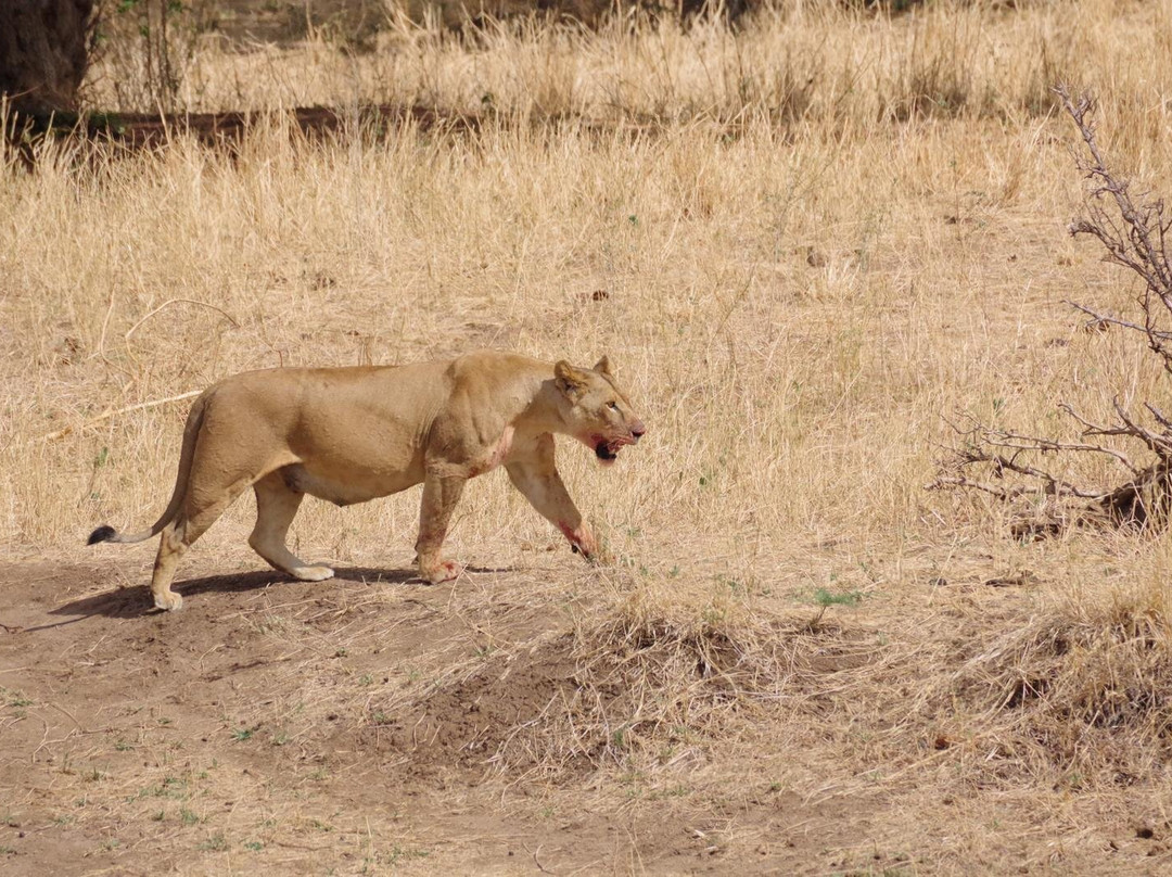 Wajefya Expeditions Ltd-Arusha Chini必去景点