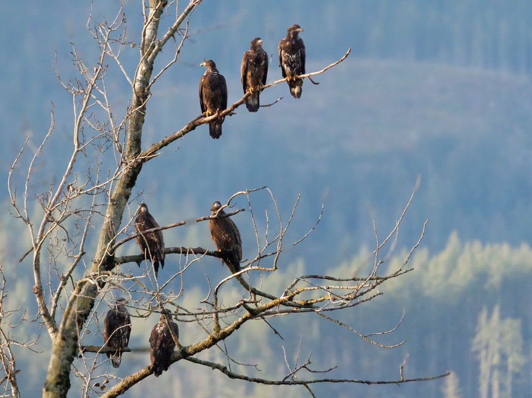 Harrison Eco Tours-哈里逊温泉必去景点