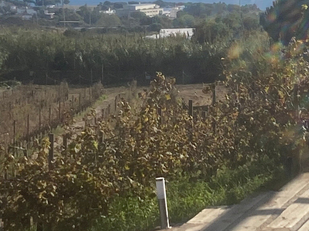 Alta Alella-Alella必去景点