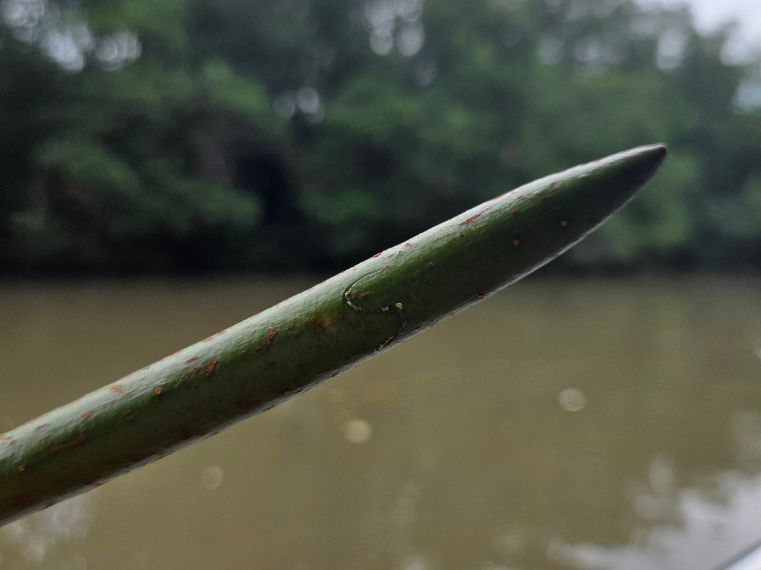 Matang Mangrove Forest Reserve-Kuala Sepetang必去景点