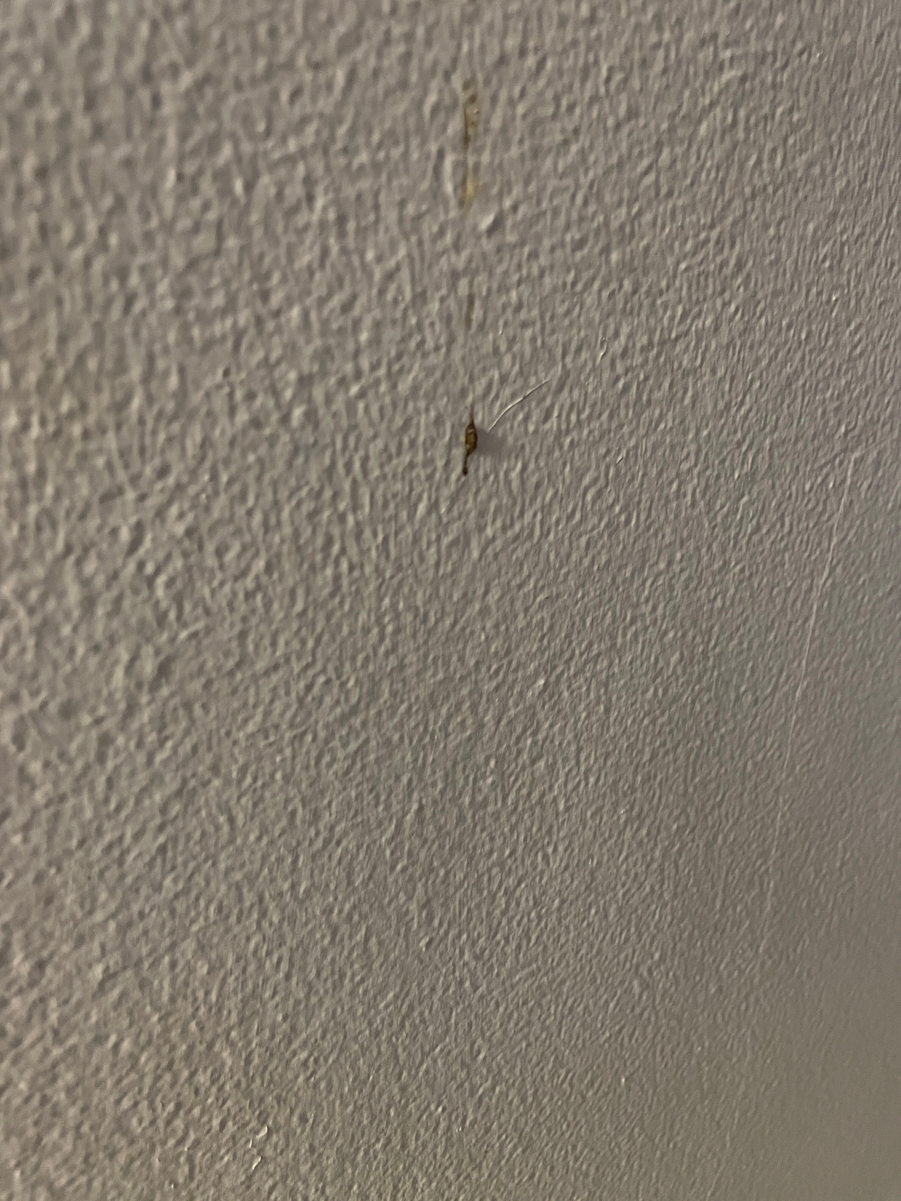 Hummingbird House-客卧