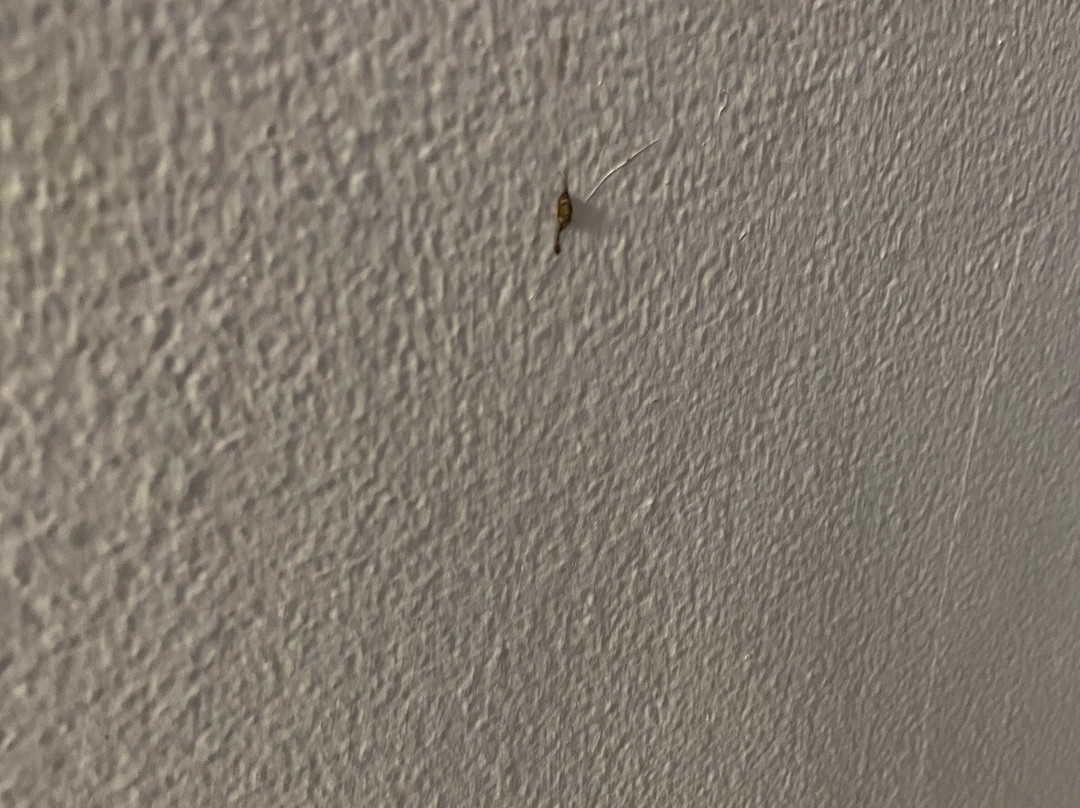 Hummingbird House主图